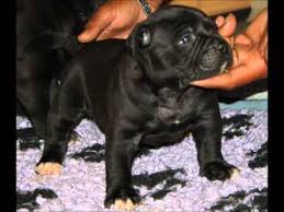 Check spelling or type a new query. Bullspirit Black American Bulldogs Youtube