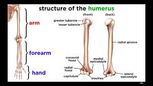 Click on the labels below to find out more about your skeleton. The Skeletal System Youtube