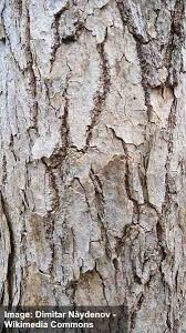 As the tree ages, it also develops rough vertical grooves and ridges. Maple Trees Types Leaves Bark Identification Guide Pictures