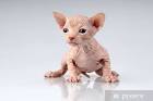 Sphynx Cat Breed Information, Pictures, Characteristics ...