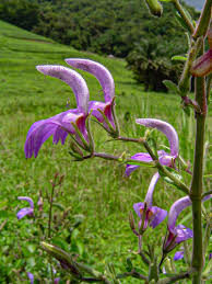 Image result for Brillantaisia madagascariensis