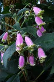 Image result for Kohleria