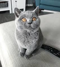 328 Likes 14 Comments Maki My British Blue Maki The Catteh On Instagram Hi Katzen