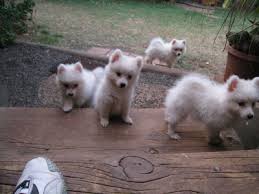 Japanese Spitz A Journey Of Needles Herbs To The Fertile Land