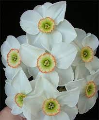 Narcissus Dreamlight Small Cupped Narcissi Fall 2013 Flower Bulbs Narcissus Flower Bulb Flowers Spring Flowers