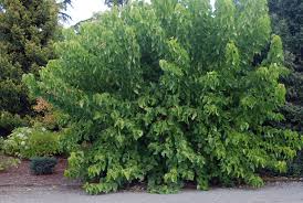 Image result for Morus