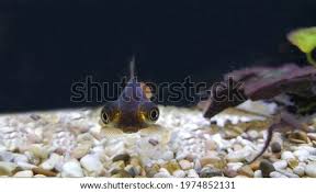 Black and white bubble eye. Shutterstock Puzzlepix