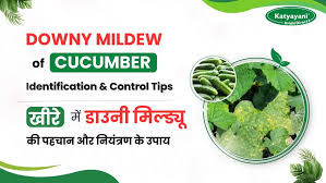 Image result for Mealybug cucumber