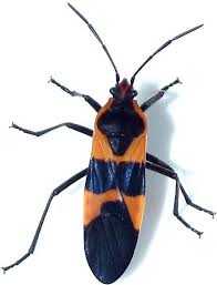 9 Red And Black Bugs You Can Find In Your Garden
