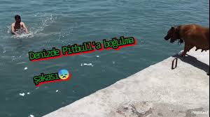 Vegas Hamile Mi Kopeklerde Hamilelik Belirtileri Nelerdir Youtube