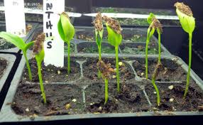 Image result for Strophanthus kombe