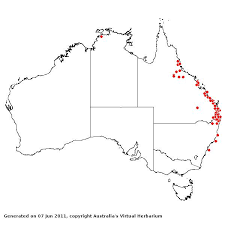 Image result for Sporobolus natalensis