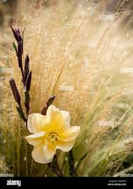 Image result for Oenothera stricta