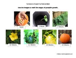 Check spelling or type a new query. Life Cycle Of A Pumpkin By Fridell And Walsh Activities By Alexandra Schaefers