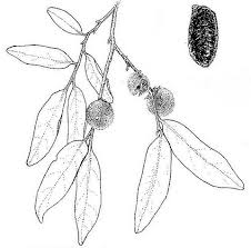 Image result for Diospyros mespiliformis