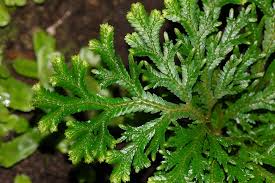 Image result for Selaginella mittenii