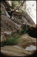 Image result for Enteropogon macrostachyus