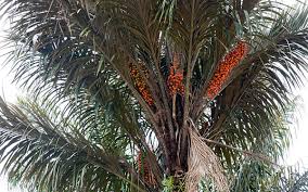 The hybrid species is called x butiarecastrum. Astrocaryum Vulgare Wikipedia