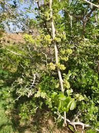 Image result for Dalbergia melanoxylon