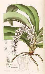 Image result for Diaphananthe sarcophylla