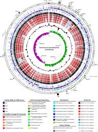 Enterococcus is a large genus of lactic acid bacteria of the phylum firmicutes. Frontiers Genomic Insights Into The Pathogenicity Of A Novel Biofilm Forming Enterococcus Sp Bacteria Enterococcus Lacertideformus Identified In Reptiles Microbiology