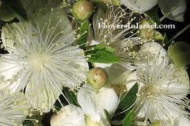 Plants Of The Bible Common Myrtle