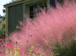 We did not find results for: Pink Grasses 10 Ideas For Muhlenbergia In A Landscape Gardenista
