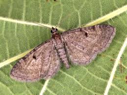 Image result for Eupithecia trisignaria