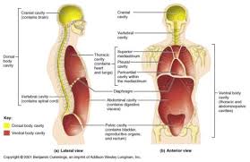 Daily Anatomy Dorsal And Ventral Body Cavities And Their Subdivisions Anatomy And Physiology Human Anatomy And Physiology Human Anatomy