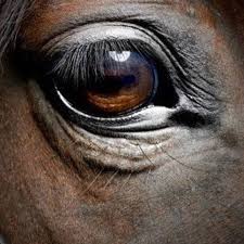 Special Eyes Rate It 1 10 Horses Horse World Horse Life