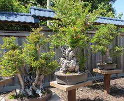 Gsbf bonsai garden at lake merritt. Bonsai Garden At Lake Merritt Oakland Localwiki