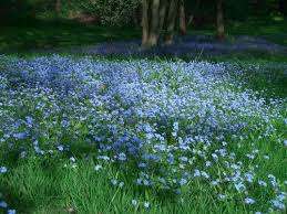 Lesgardenias In Lithuania We Wear Forget Me Not Blossoms To Mark The Day Of Freedom Defenders On January 13th The Tragic Eve Planting Flowers Plants Flowers