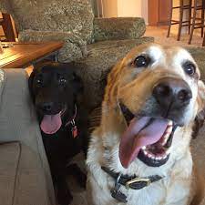 Pet assure is the largest veterinary network in the u.s. Veterinary Care Center Of Laredo 2406 Clark Boulevard Laredo Reviews And Appointments Topvet