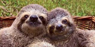 Lucy Cooke S Life In The Sloth Lane Embraces A Slower More Mindful Approach To Life Sloth Baby Sloth Sloth Facts