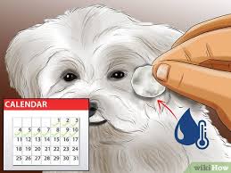 3 Ways To Groom Maltese Dogs Wikihow