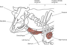 Pin On Cuts Of Meat