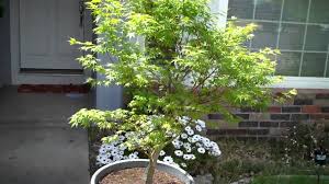 A japanese maple will grow the size container it is put in. How To Grow Japanese Maple Acer Palmatum In A Pot Part 2 A Month After Mp4 Youtube