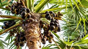 Image result for Borassus