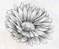 Pencil Drawing Flower 7 Hd Wallpaper Wallpaper Pencil Drawing Flower 7 Hd Wallpaper Wallpaper Pencil Drawings Of Flowers Flower Sketch Pencil Flower Sketches