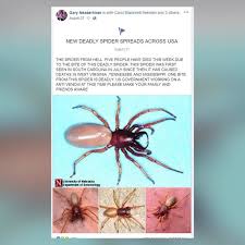 The brown recluse and the black widow. New Deadly Spider In The U S Nope Wset