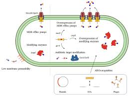 Join facebook to connect with sarah de sousa and others you may know. Ijms Free Full Text Coming From The Wild Multidrug Resistant Opportunistic Pathogens Presenting A Primary Not Human Linked Environmental Habitat Html