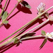 Image result for Gomphrena celosioides