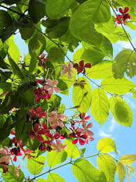 Image result for Combretum indicum