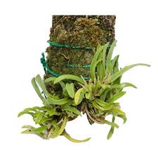 Image result for Malaxis prorepens