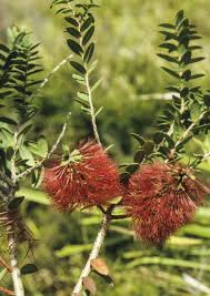Image result for Melaleuca hypericifolia