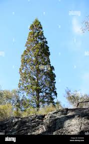 Image result for Callitris