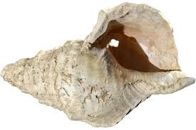 Gilles tosello at the university of toulouse in france and his colleagues were investigating objects and. Ancient Conch Shell Horn Plays Its Tune For The First Time In 18 000 Years Hear It Here Newsflashbuzz