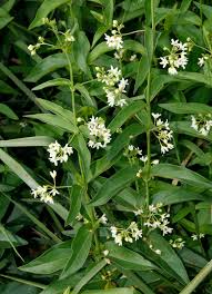 Image result for Ancylobothrys scandens