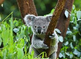 Commonwealth of australia), 13 är ett land på södra halvklotet bestående av fastlandet kontinenten australien, ön tasmanien samt ett antal mindre öar i indiska oceanen och stilla havet. Die Besten Reiseinfos Fur Australien