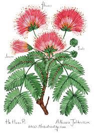 Image result for Albizia